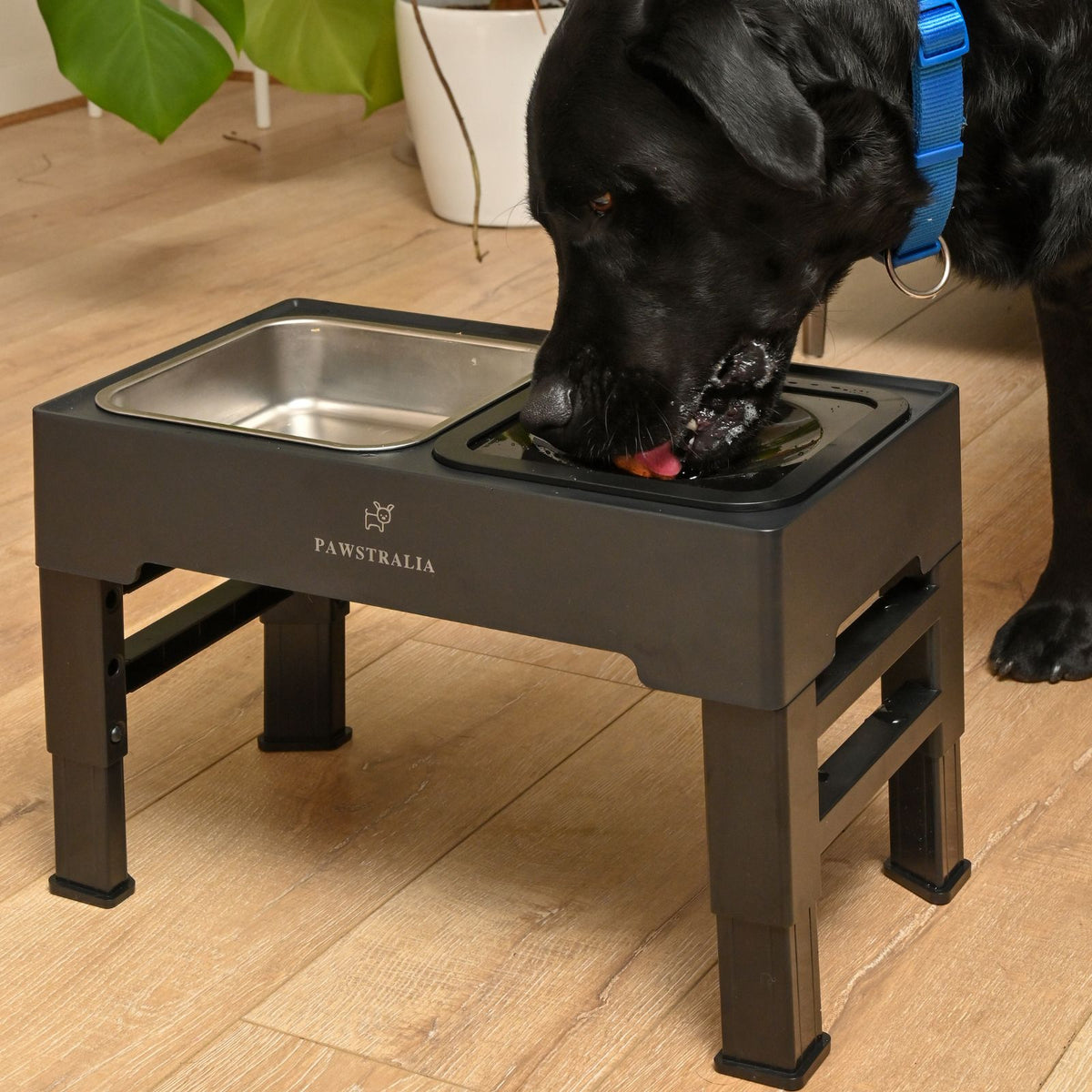 Elevated Pet Bowls Raised Splash free dog bowl and slow feeder