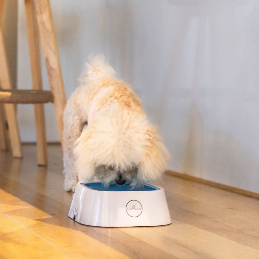 Splash Proof Pet Water Bowl (1.5L)